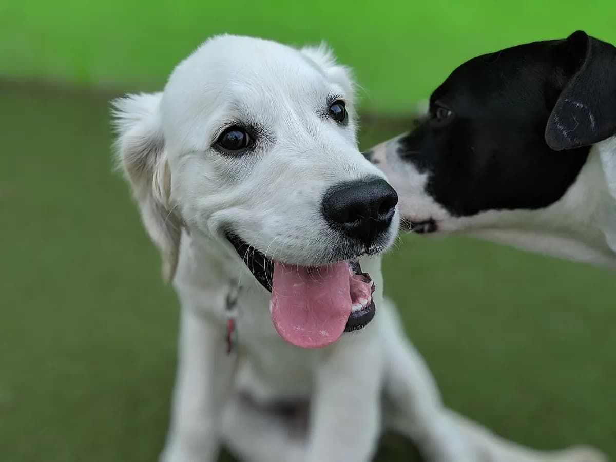 Two dogs playing together during supervised daycare playtime.